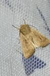 Mythimna sicula