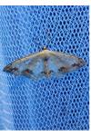 Scopula ornata