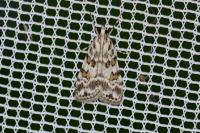 Scoparia pyralella