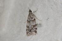 Eudonia