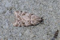 Eudonia