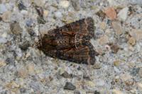 Oligia