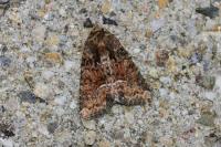 Oligia