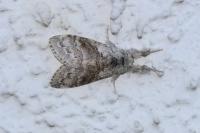 Calliteara pudibunda