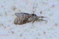 Calliteara pudibunda