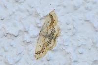 Cyclophora annularia