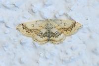 Cyclophora annularia