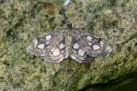 Anania coronata