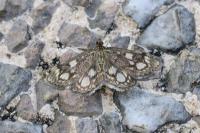 Anania coronata