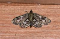 Anania coronata