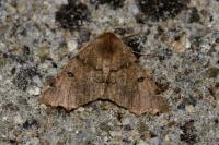 Odontopera bidentata