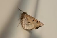 Odontopera bidentata