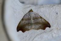 Laspeyria flexula