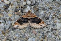 Xanthorhoe spadicearia/ferrugata