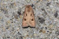 Agrotis exclamationis exclamationis