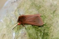 Phragmatobia fuliginosa