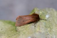 Phragmatobia fuliginosa