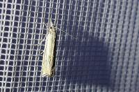 Crambus lathoniellus