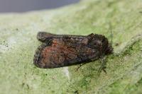 Oligia