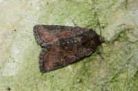 Oligia