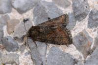 Oligia