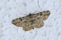 Peribatodes rhomboidaria rhomboidaria