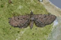 Eupithecia intricata