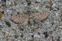 Eupithecia intricata