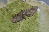 Eupithecia intricata