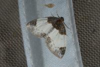 Mesoleuca albicillata