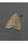 Herminia grisealis