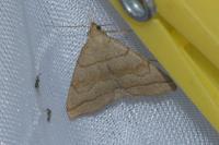 Herminia tarsicrinalis