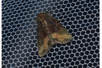 Oligia latruncula