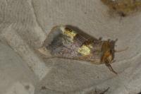 Diachrysia chrysitis