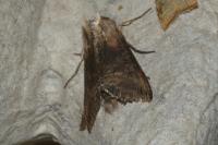Abrostola triplasia