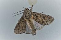 Mythimna vitellina