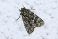 Acronicta rumicis