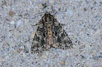 Acronicta rumicis