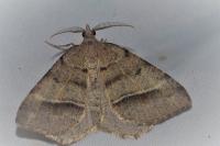 Macaria artesiaria