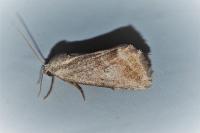 Phyllophila obliterata