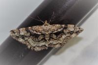 Peribatodes umbraria umbraria