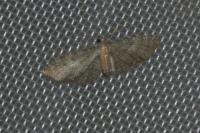 Eupithecia haworthiata
