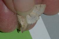 Hoplodrina ambigua