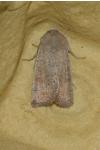 Hoplodrina ambigua