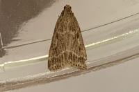Eudonia pallida
