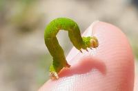 Cyclophora puppillaria