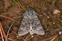 Acronicta euphorbiae