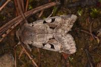 Orthosia gothica