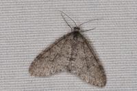 Trichopteryx carpinata