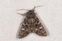 Pachetra sagittigera